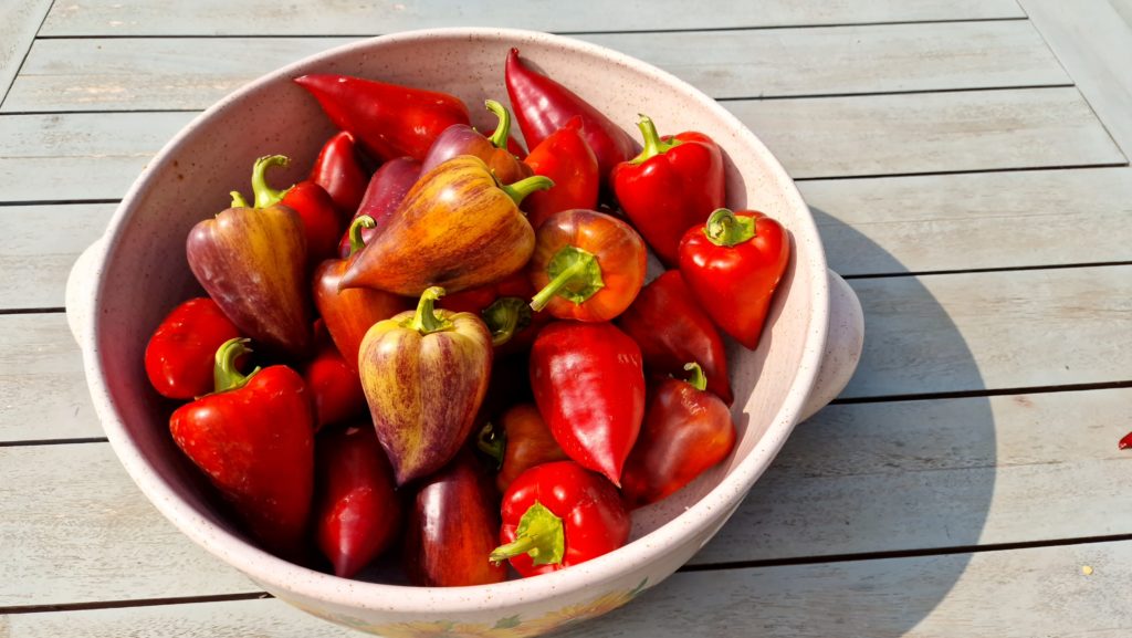 Violet Sparkle Sweet Pepper Seeds