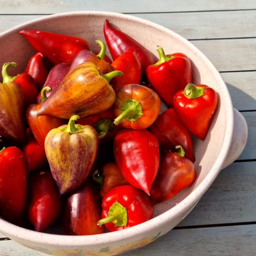 Violet Sparkle Sweet Pepper Seeds