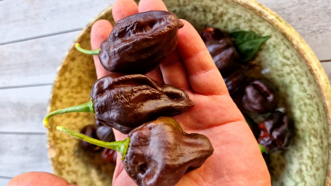 Swiss Chocolate Habanero Chilli Seeds Swiss Chocolate Pepper Seeds