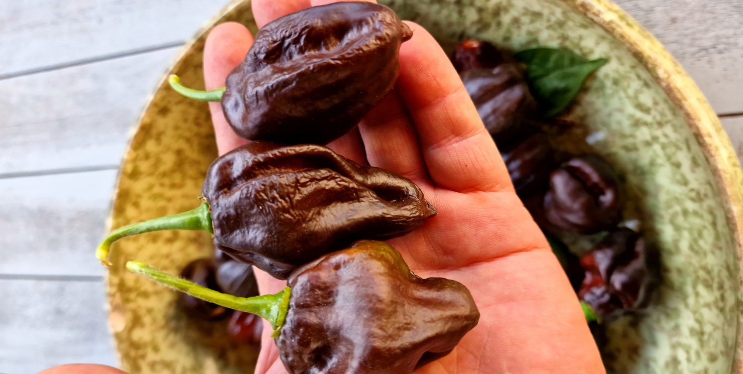 Swiss Chocolate Habanero Chilli Seeds