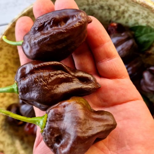 Swiss Chocolate Habanero Chilli Seeds