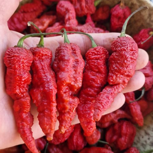Leviathan Gnarly Chocolate Chilli Seeds