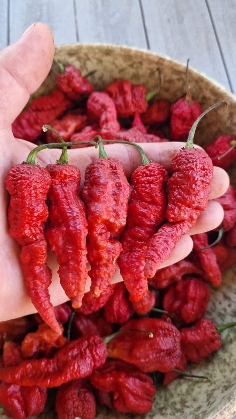 Leviathan Gnarly Chocolate Chilli Seeds