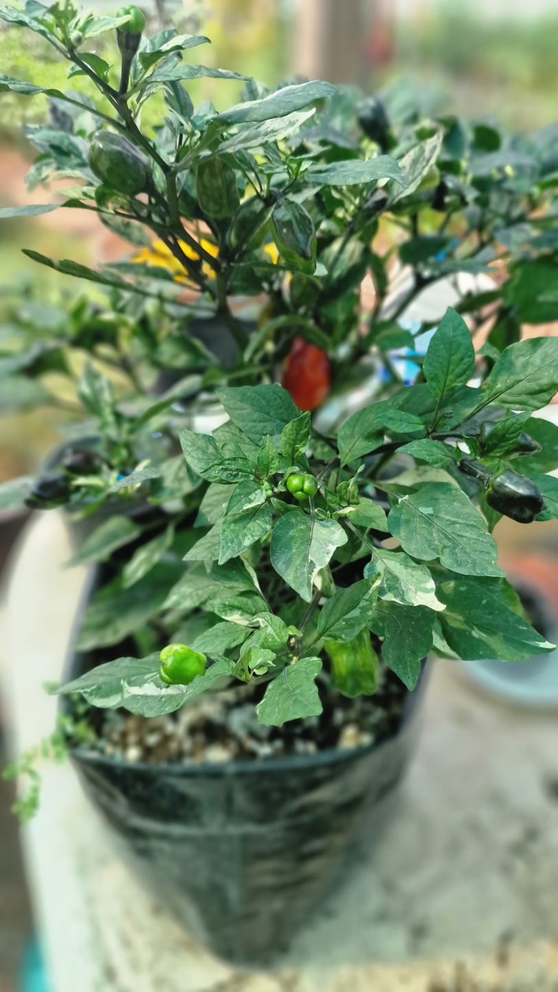 Scarlett Variegated X Purple Flash Chilli Seeds