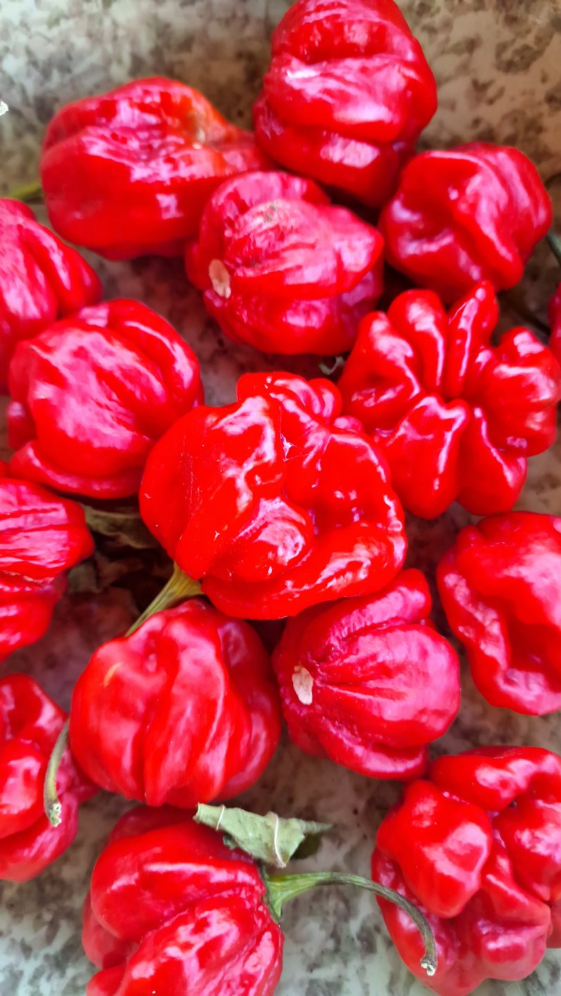 Isabela Island Habanero Chilli Seeds