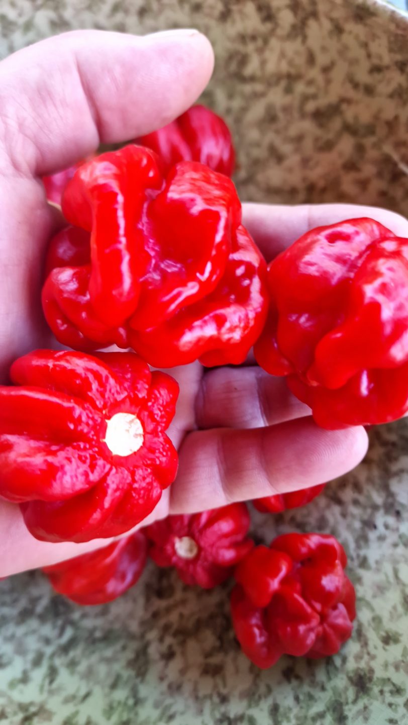 Isabela Island Habanero Chilli Seeds