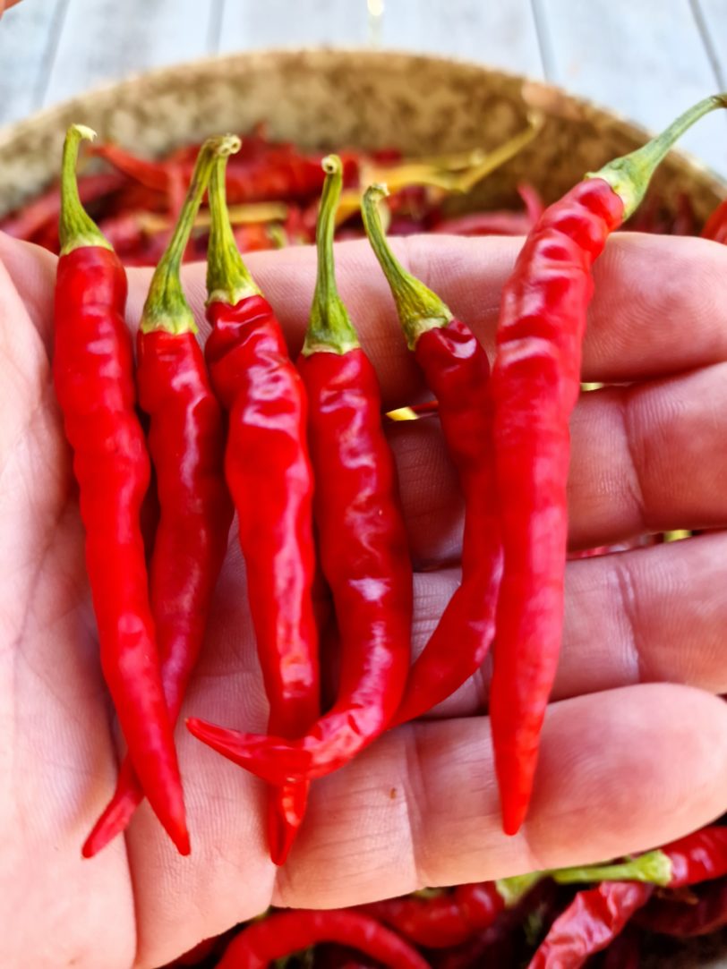 Ring of Fire Chilli Seeds