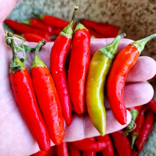 Hot Fajita Chilli Seeds