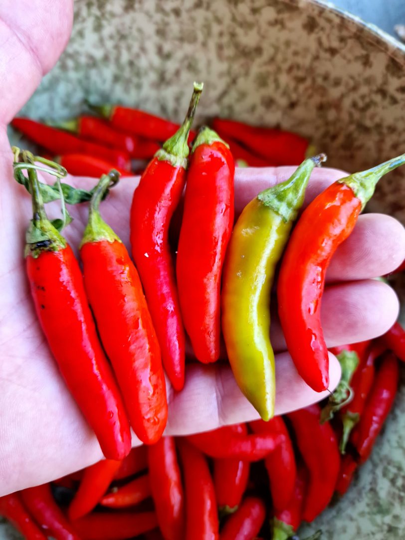 Hot Fajita Chilli Seeds