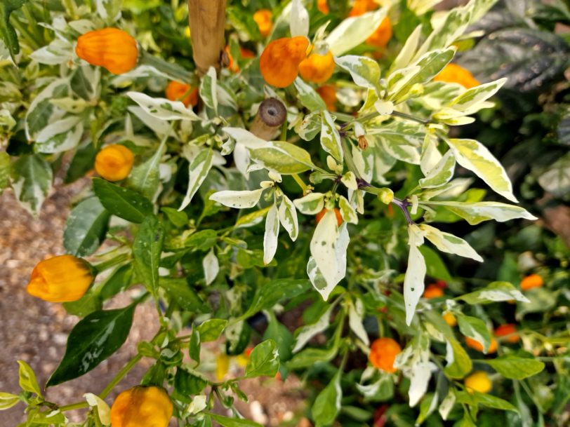 Fish Pepper Orange Chilli Seeds - Image 7