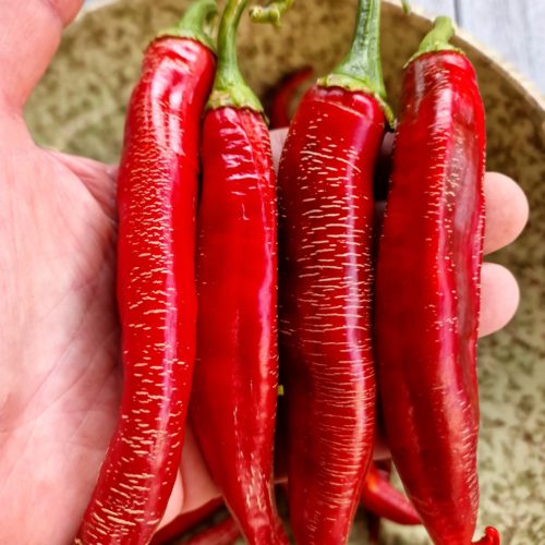 Rezha Macedonian Chilli Seeds