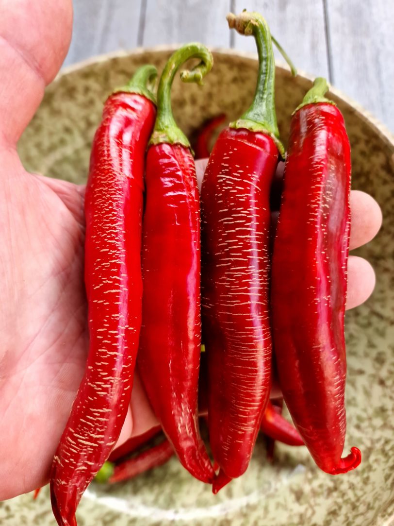 Rezha Macedonian Chilli Seeds