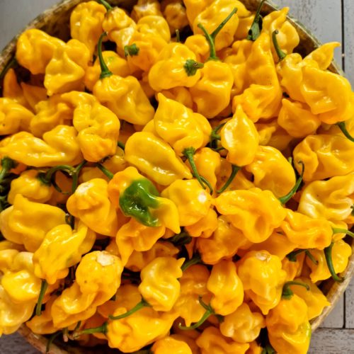 Habanero Hot Lemon Chilli Seeds