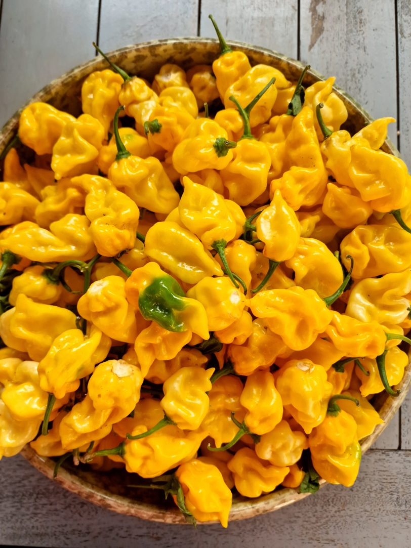 Habanero Hot Lemon Chilli Seeds