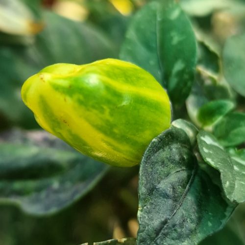 Scarlett Variegated X Purple Flash Chilli Seeds