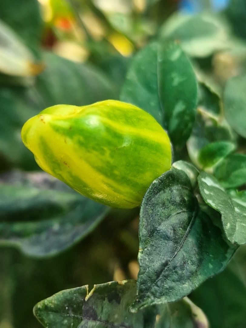 Scarlett Variegated X Purple Flash Chilli Seeds