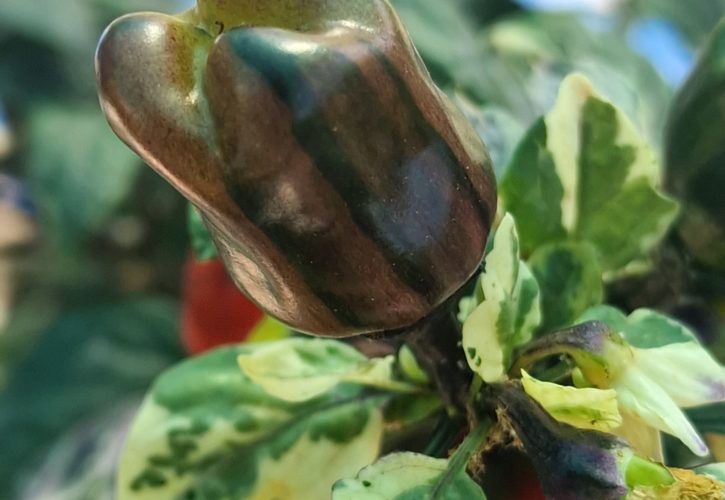 Scarlett Variegated X Purple Flash Chilli Seeds