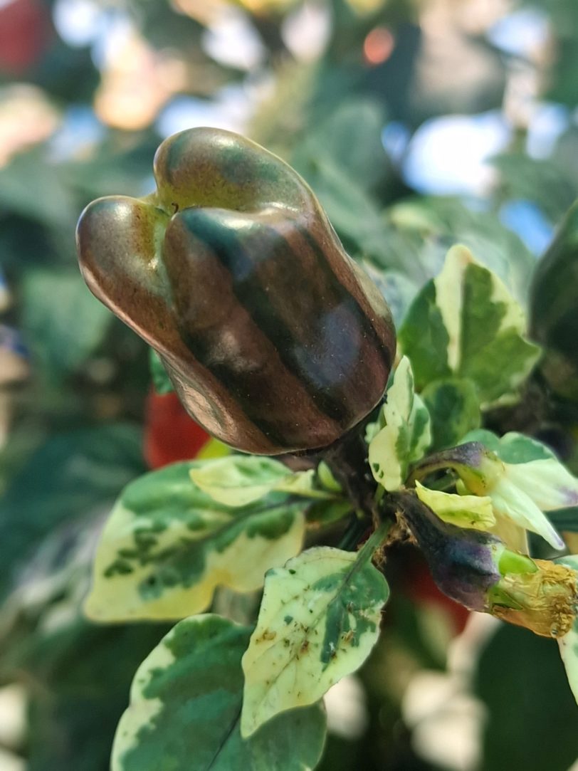 Scarlett Variegated X Purple Flash Chilli Seeds