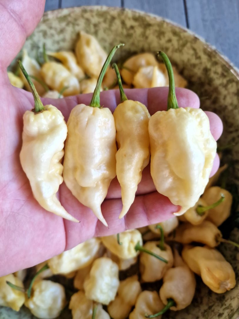 Jay White Ghost Scorpion Chilli Seeds