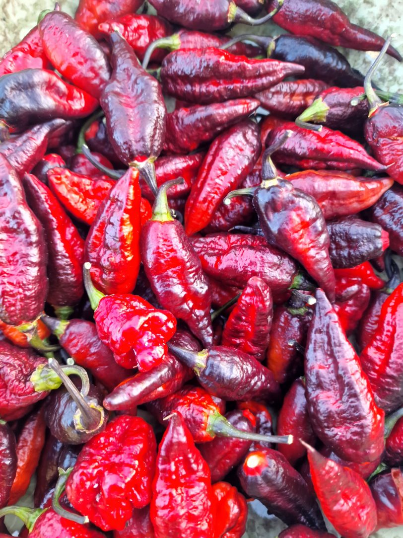 Blood Ghost Chilli Seeds