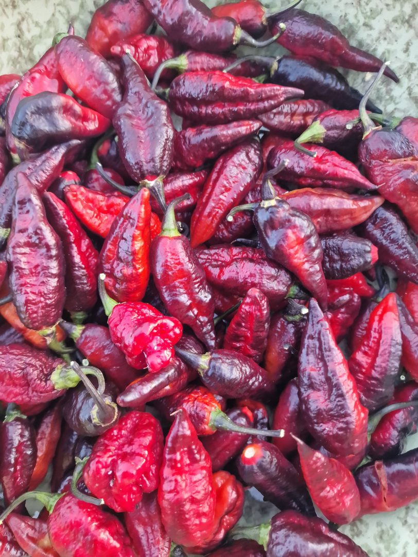 Blood Ghost Chilli Seeds - Image 16