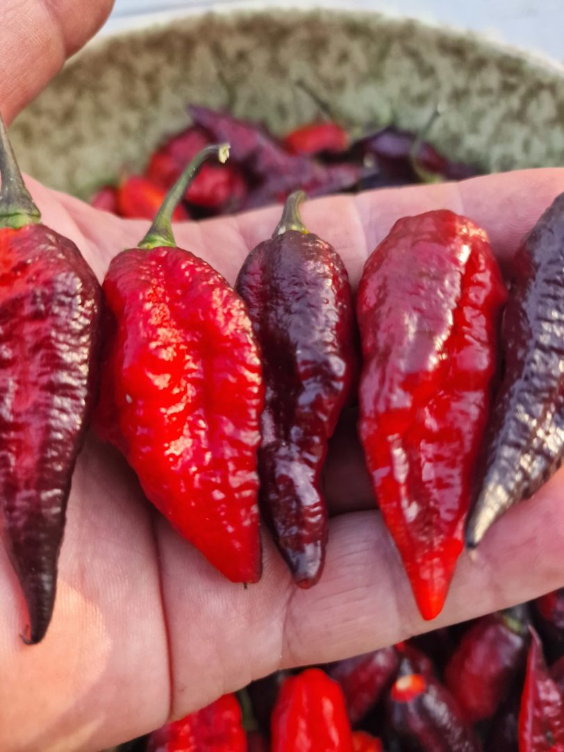 Blood Ghost Chilli Seeds - Image 17