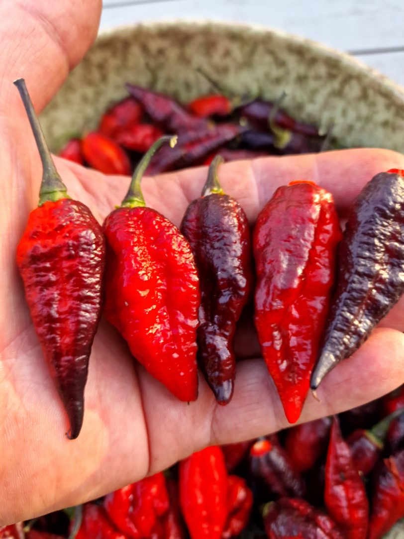 Blood Ghost Chilli Seeds - Image 18