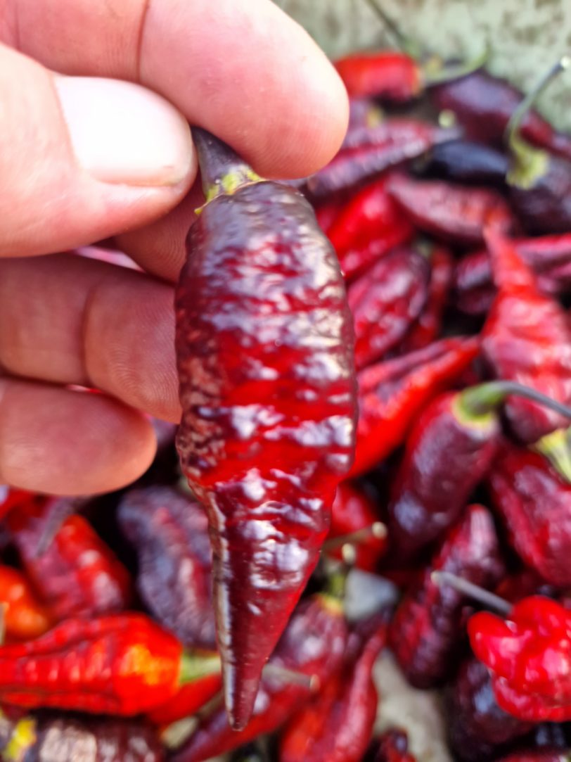 Blood Ghost Chilli Seeds - Image 19