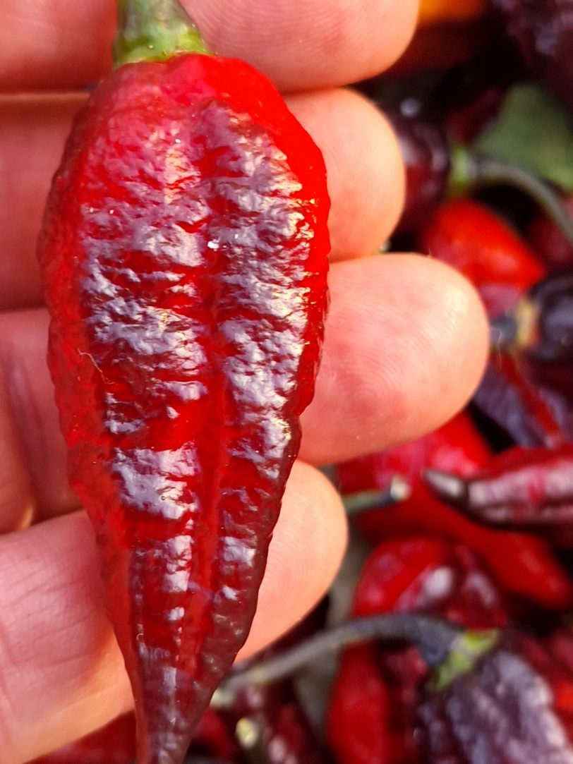Blood Ghost Chilli Seeds - Image 20