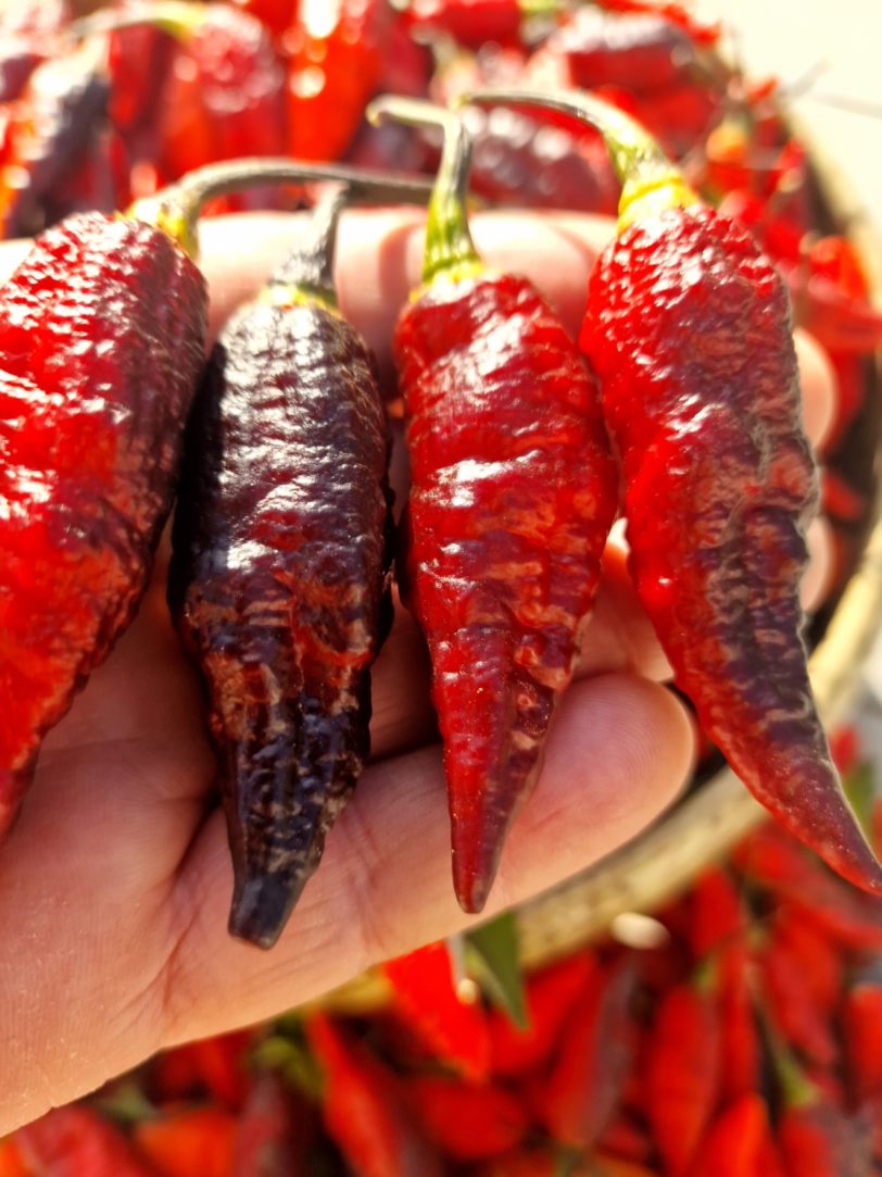 Blood Ghost Chilli Seeds - Image 21