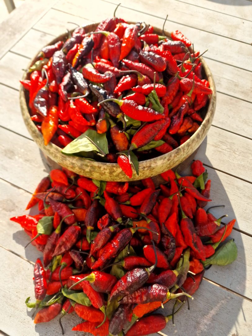 Blood Ghost Chilli Seeds - Image 22