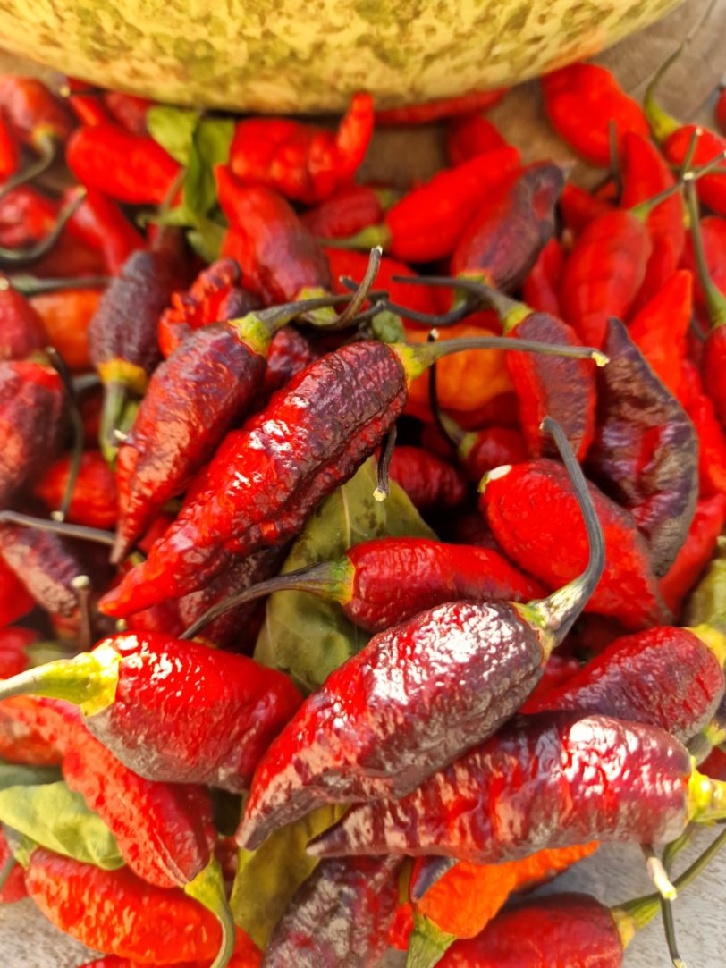 Blood Ghost Chilli Seeds - Image 23