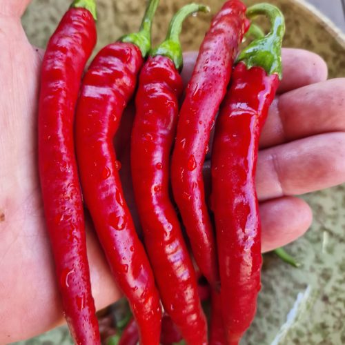 Medium Hot Chilli Seeds from SeedPlanet - World of Medium Hot