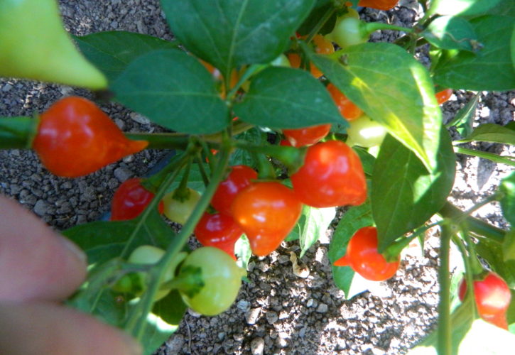 Chupertino Chilli Seeds