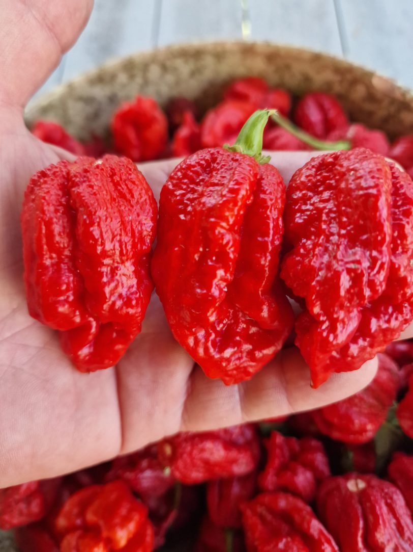 Deadpool Chilli Seeds - Image 3