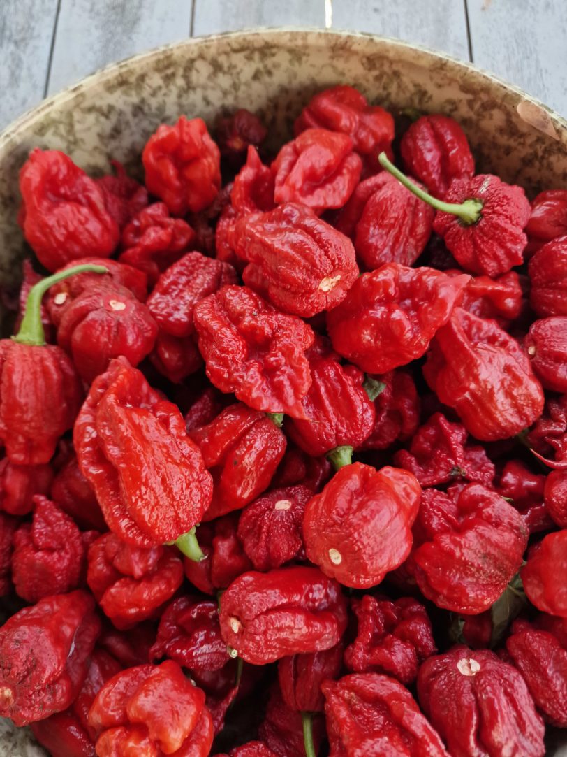 Deadpool Chilli Seeds - Image 4