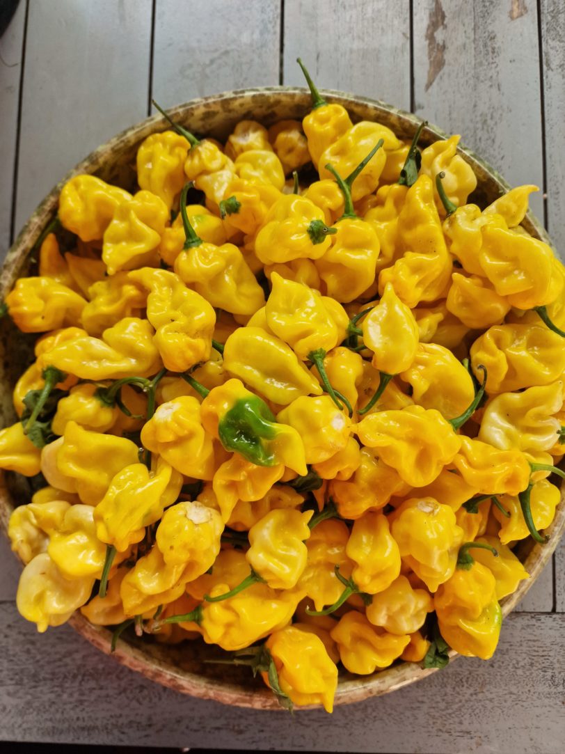Habanero Hot Lemon Chilli Seeds - Image 2