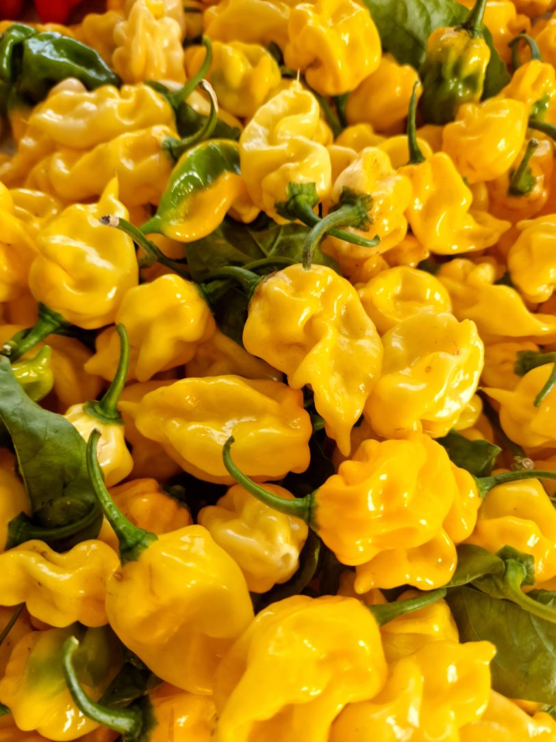 Habanero Hot Lemon Chilli Seeds