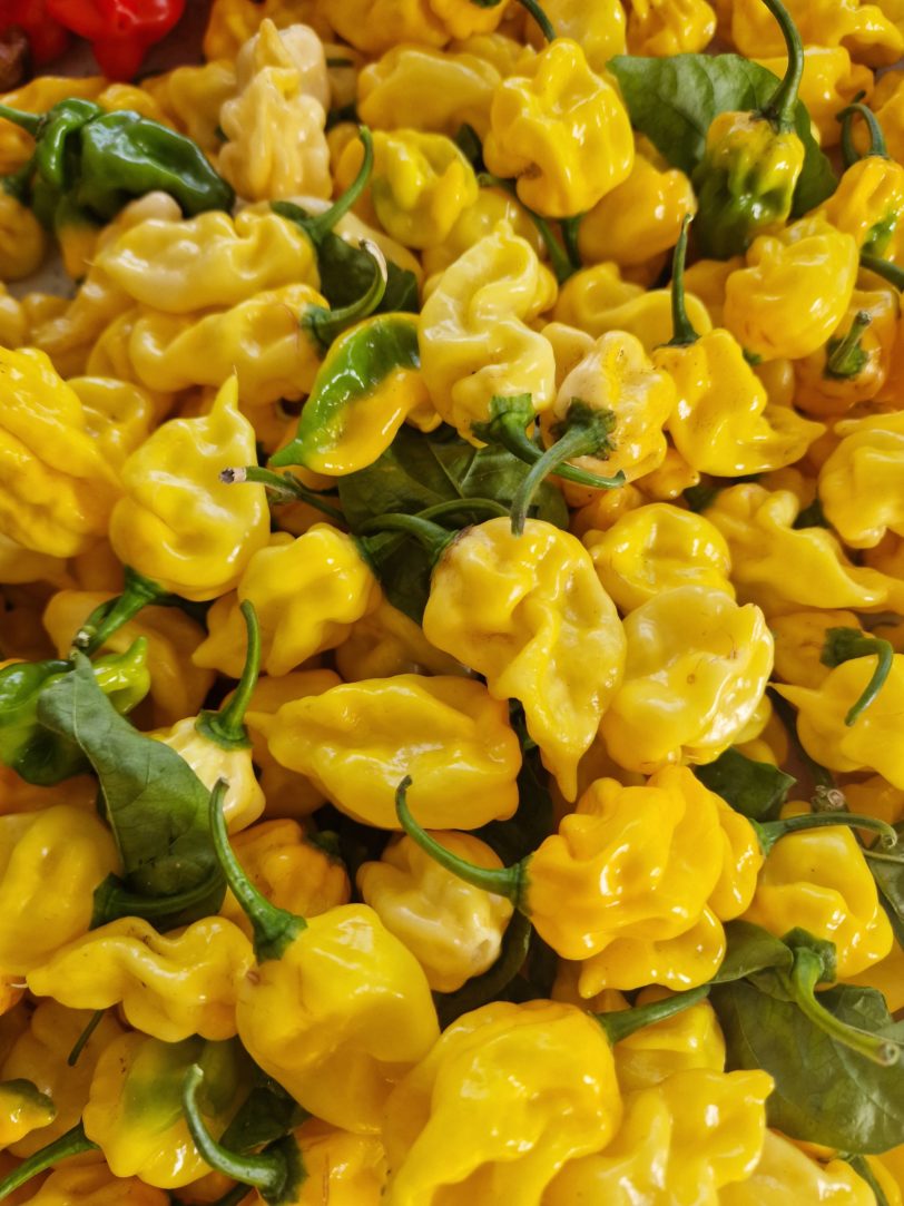 Habanero Hot Lemon Chilli Seeds - Image 4