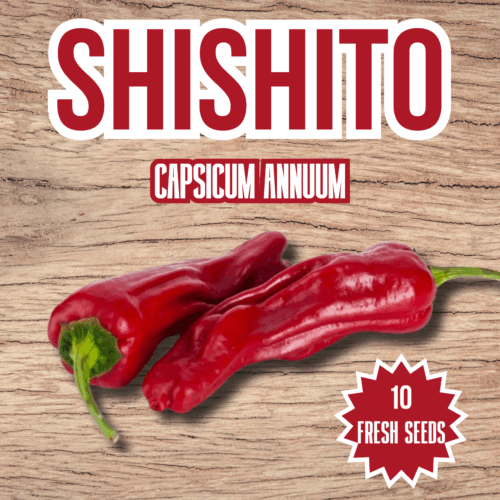 Shishito Chilli Seeds