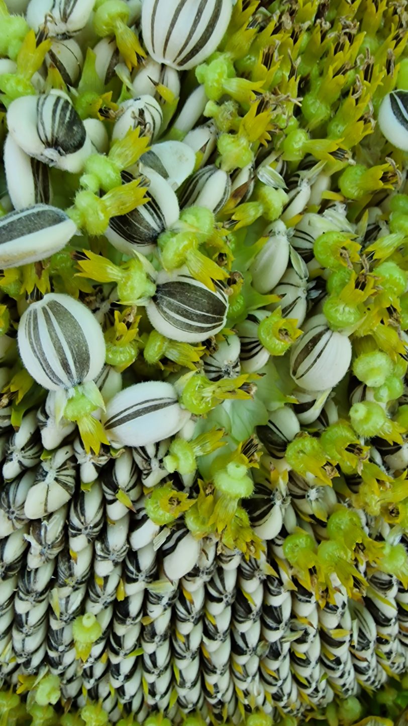 Titan Giant Sunflower Seeds