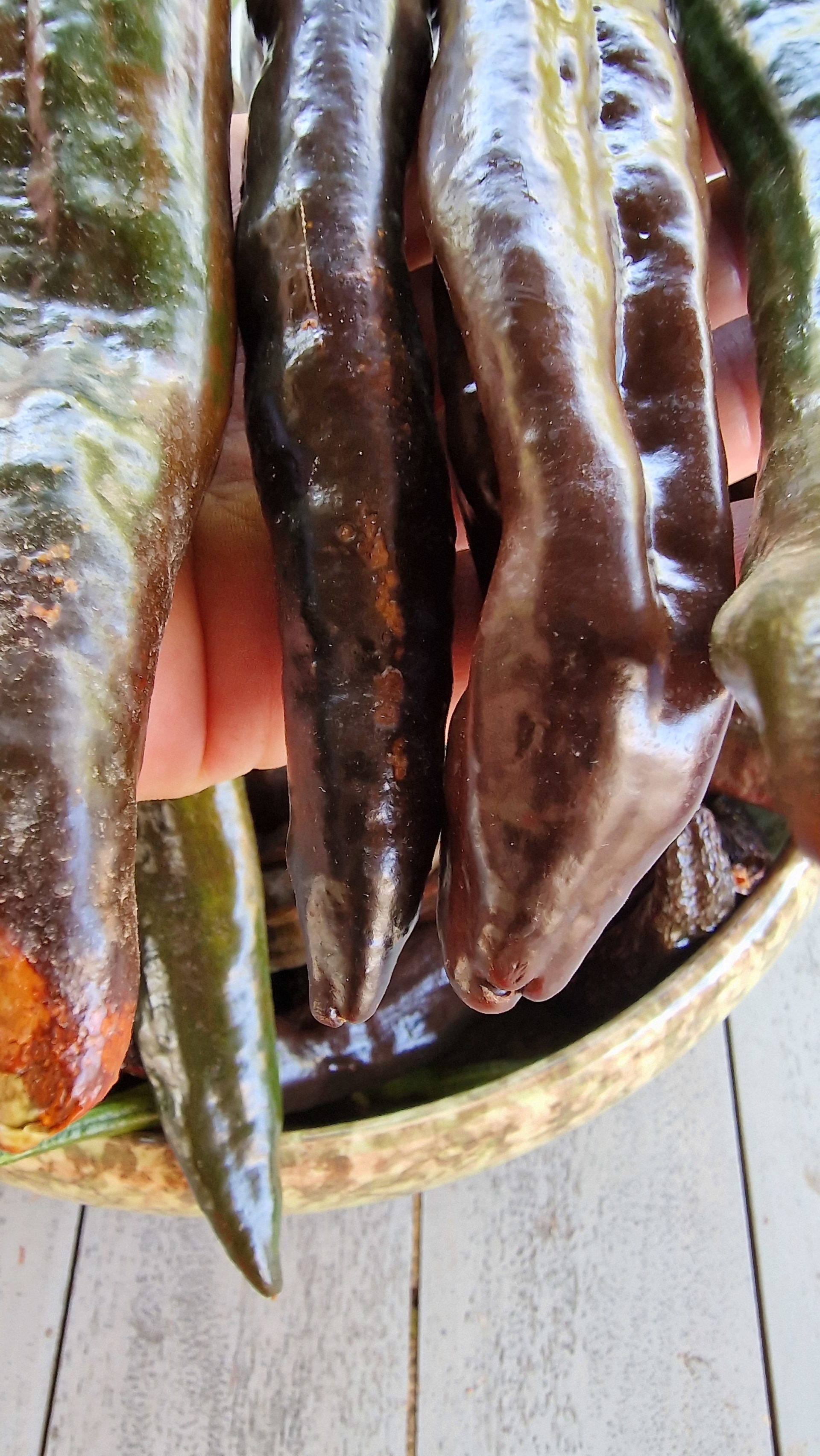 Pasilla Bajio Chilaca Chilli Seeds - Chilaca Pepper Seeds