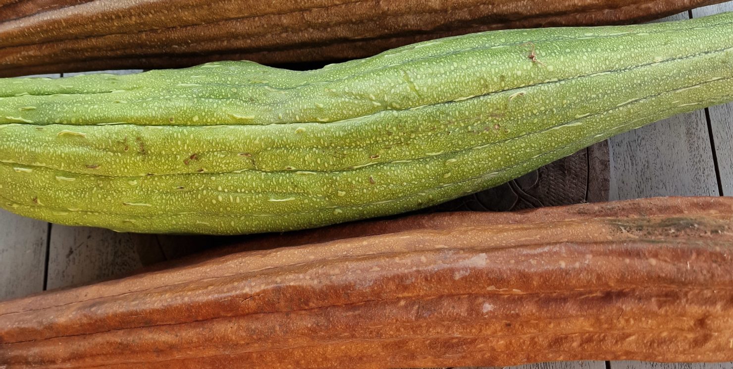 Luffa Gourd Seeds