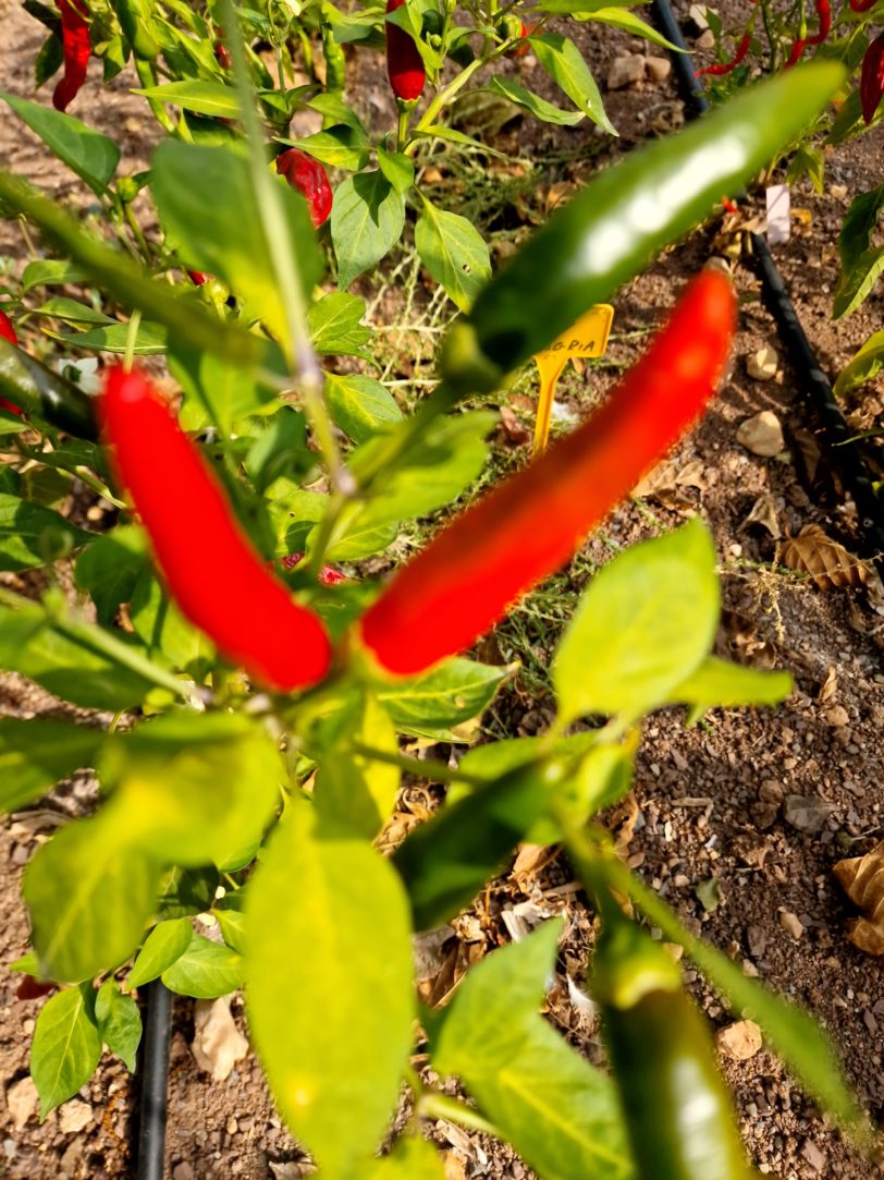 Malagueta Chilli Seeds