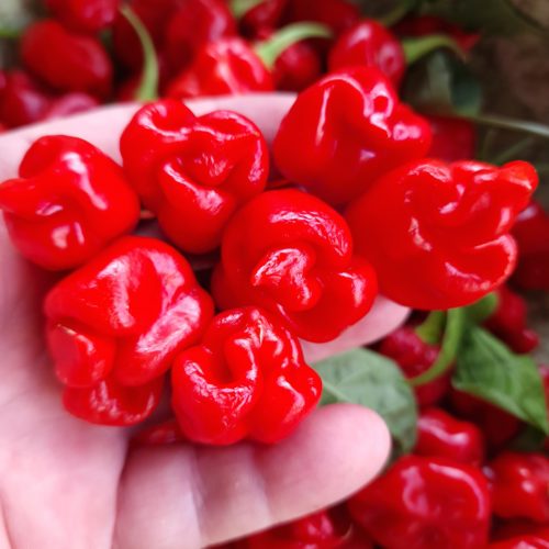 Fadda's Reaper Perfume Chilli Seeds