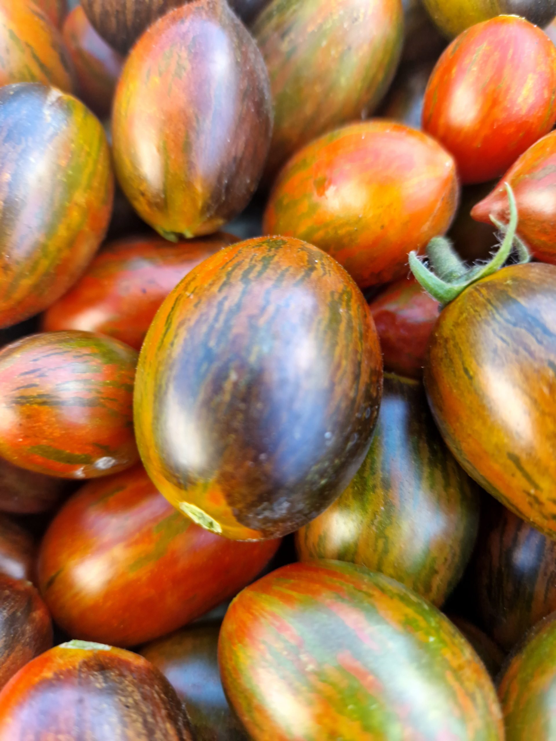 thumbnail interactive-video image 1 of 100 Brad's Atomic Grape Tomato Seeds - Rare Heirloom, Multicolor, Sweet, 2025 Harvest 1 of 5
