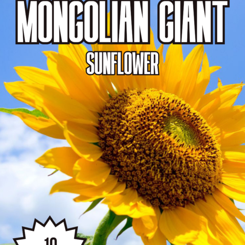 Mongolian Giant Sunflower Seeds