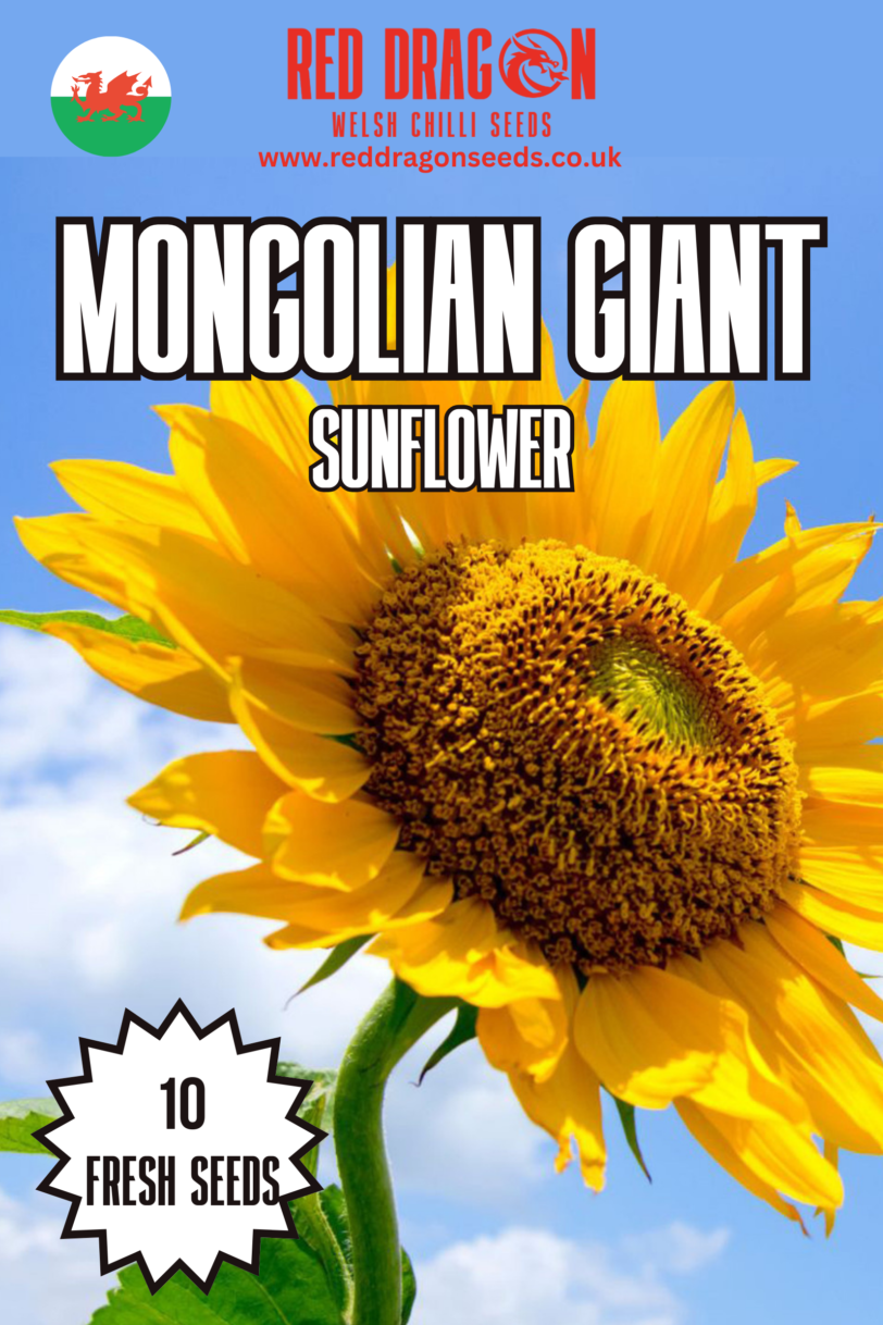 Mongolian Giant Sunflower Seeds