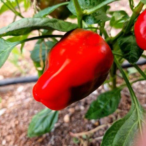 Leutschauer Paprika Chilli Seeds