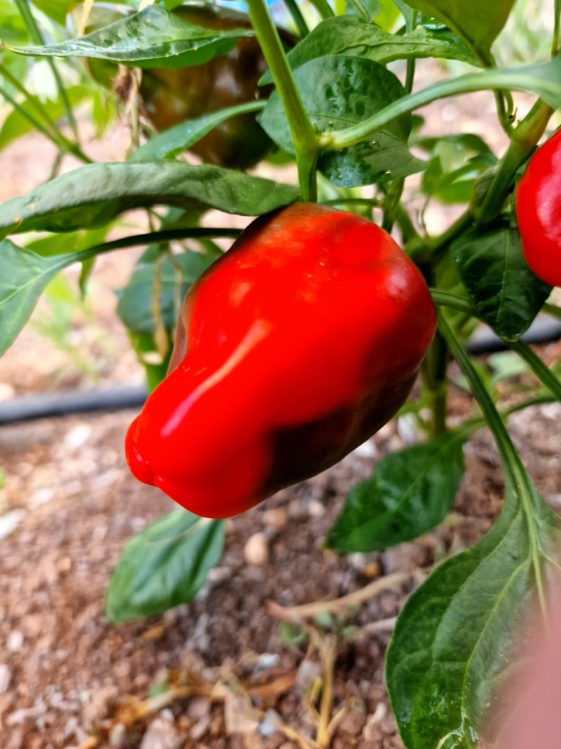 Leutschauer Paprika Chilli Seeds